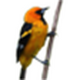 Birdster